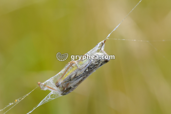 Epeire fasciée ou Argiope - proie piégée sur la toile (orthoptère) - gryphea.com